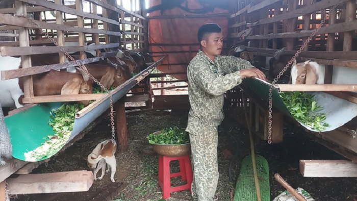 Thanh niên người dân tộc nùng phát triển kinh tế từ mô hình trồng đa cây kết hợp chăn nuôi
